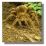 Goliath Spider