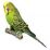 BUDGIES360